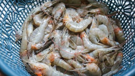 Raw shrimps are seafood healthy food. Fresh prawn on blue basket after cleaned