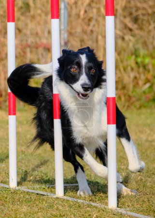 Sport d'agilité pour chiens actifs.