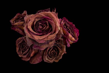 bouquet of dried red roses on black background. Concept of passing of time, aging, beauty of human being is not eternal.
