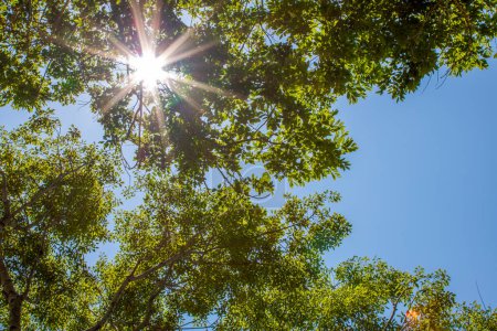 Téléchargez les photos : Couvert d'arbres aux feuilles vert foncé avec un ciel bleu et des rayons de soleil entre les feuilles - en image libre de droit