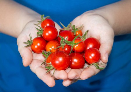 Téléchargez les photos : Mains d'enfant tenant des tomates cerises cueillies dans un jardin urbain, l'enfant porte un T-shirt bleu. - en image libre de droit