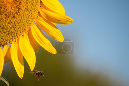 Téléchargez les photos : Macro de pétales de tournesol et d'apis mellifera volant à la recherche de pollen - en image libre de droit