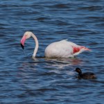 Greater flamingo perched on the water in the Hondo de Crevillente Natural Park