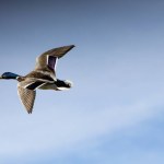 A duck Anas platyrhynchos flying over blue sky of El Hondo Natural Park in Crevillente Elche, Spain