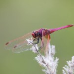 Red dragonfly of the species Trithemis aurora with pronounced bokeh in green background