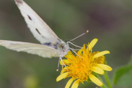 Photo for Pieris rapae butterfly feeding on Senecio flower - Royalty Free Image