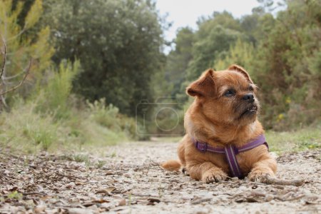 Photo for My dog Nami lying on the mountain path in Alcoy, Spain - Royalty Free Image