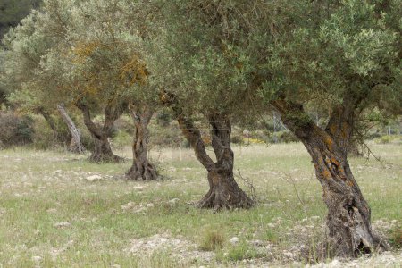 Téléchargez les photos : Verger d'oliviers pour la fabrication d'huile, Alcoy, Espagne - en image libre de droit