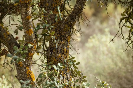 Téléchargez les photos : Chêne troncs avec bokeh de forêt ensoleillée, Alcoy, Espagne - en image libre de droit