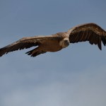 Gyps fulvus with wing injury flying with blue sky over Parc Natural dels Voltors, Alcoy, Spain
