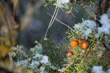 Photo for Plant with fruits of Juniperus oxycedrus (juniper) during the thaw after a snowfall in Alcoi, Spain - Royalty Free Image