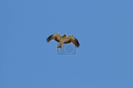 Short-toed eagle (Circaetus gallicus) suspended in the sky looking for prey to eat in the blue sky of the Sierra de Mariola, Alcoy, Spain