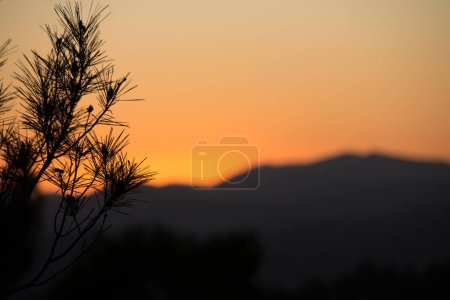 Photo pour Beau bec de coucher de soleil orange à Sierra de Mariola avec accent sur la branche de pin, Sierra de Mariola, Espagne - image libre de droit