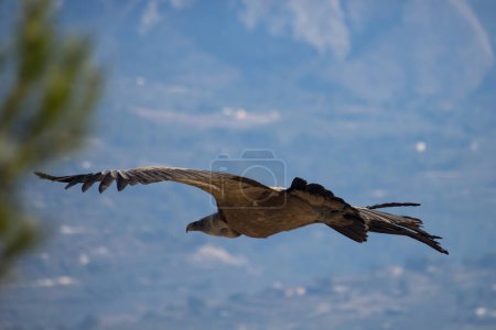Photo for Rear view of gyps fulvus flying in Parque Natural dels Voltors, Alcoy, Spain - Royalty Free Image