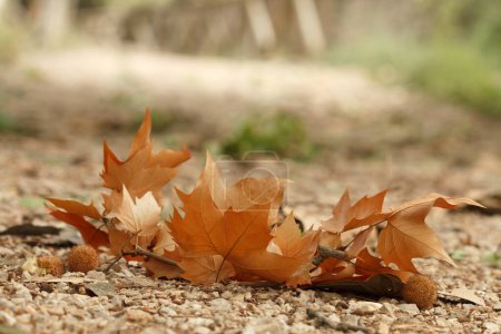 Photo for September, maple leaves begin to fall, autumn begins in Alcoi, Spain - Royalty Free Image