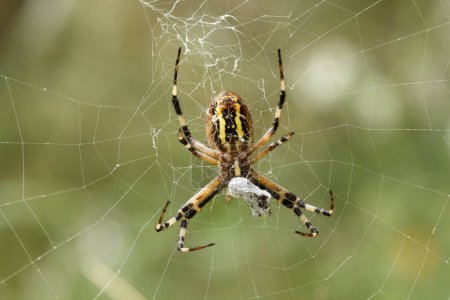 Argiope bruennichi spider in its web devouring its prey after wrapping it with silk.