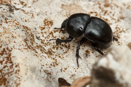 Dung beetle with a dent in its shell as if from a car accident