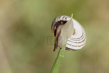 Photo for Theba pilana snail changing direction on plant leaf in strong sunlight, Gaianes, Spain - Royalty Free Image