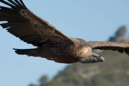 Téléchargez les photos : Gros plan sur Gyps fulvus en vol dans le Parc natural dels Voltors, Alcoi, Espagne - en image libre de droit