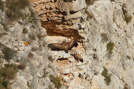 Foto de Pared vertical con dos buitres leonados en el Barranc del Cint de Alcoi, España - Imagen libre de derechos