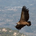 Griffon vulture from the Projecte Canyet animal conservation project with the Cocentaina valley in the background, Spain