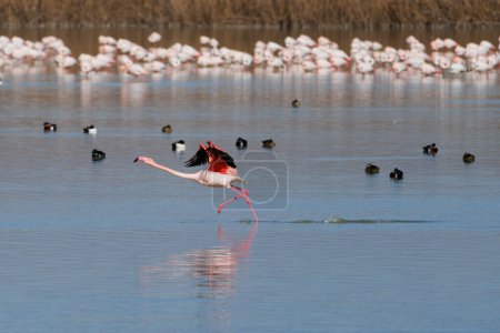 Flamingo (Phoenicopterus roseus) walking on the blue water of the El Hondo wetland of Elche and Crevillente, Spain