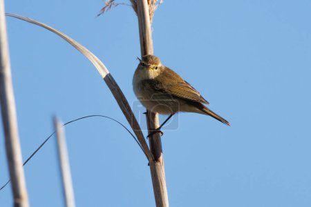 Photo for Common Chiffchaff (Phylloscopus collybita) looking at camera on reed in winter and blue sky background in El Hondo natural park of Elche and Crevillente, Spain - Royalty Free Image