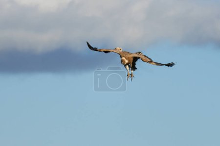 Gyps fulvus in landing position with cloud background on a day of strong winds in the Alt de les Pedreres de Alcoi, Spain
