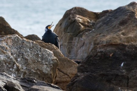 Cormoran (Phalacrocorax carbo) singing on the rocks of the breakwater in El Campello, Spain