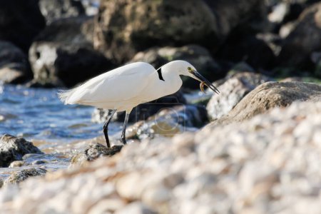 Little egret (Egretta garzetta) eating a small fish on rocks in La Cosata de El Campello, Spain