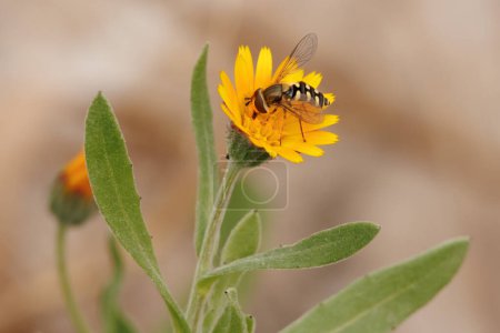 Bee fly (Syrphidae) feeding on pollen on calendula arvensis and pollinating. Alqueria de Aznar, Espagne