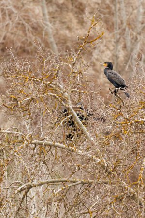 Great cormorant (Phalacrocorax carbo) between tree branches, Alqueria de Aznar, Spain