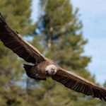 Vulture gyps fulvus flying diagonally with background of pine trees and blue sky with clouds in Alcoy, Spain