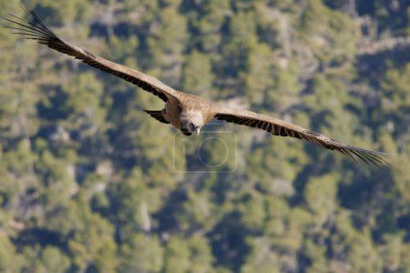 Foto de Buitre leonado, Gyps fulvus, volando hacia cámara, Alcoi, España - Imagen libre de derechos