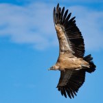 Vulture gyps fulvus flying during change of direction and background of blue sky with clouds, Alcoi, Spain