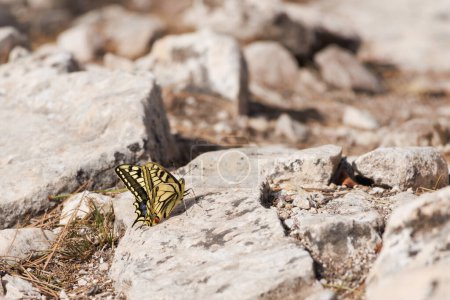 Papilio machaon Schmetterling auf Stein in der Sonne im Winter, Alcoy, Spanien