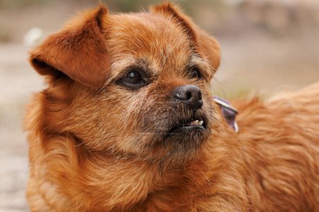 Perro de raza mixta con dientes deformados y dientes faltantes debido a la enfermedad de la piorrea, periodontitis