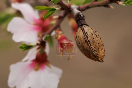 Old almond with bokeh of almond flowers from the new growing season, Alcoy, Spain