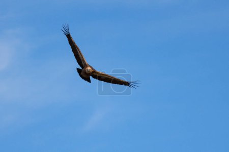 Griffon vulture (gyps fulvus) flying flapping wings with blue sky background in Alcoy, Spain