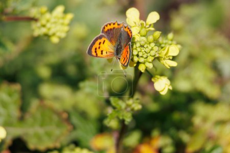 Lycaena phlaeas Schmetterling mit hellen Tönen, die von der Mittagssonne in der Lagune von Gaianes reflektiert werden, Spanien