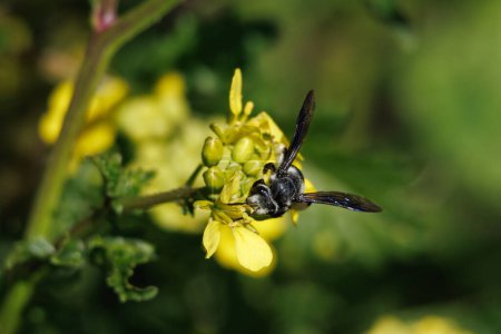 Front view of female Andrena bee collecting pollen on white mustard plant, Sinapis alba, Spain