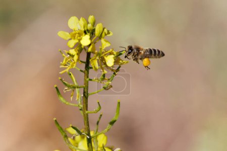 Apis mellifera, abeille européenne, en vol et approchant des fleurs jaunes avec les corbicules pleines de pollen dans l'Albufera de Gaianes, Espagne