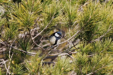 Great tit, parus major, among branches and pine needles in the Sierra de Mariola, Alcoy, Spain