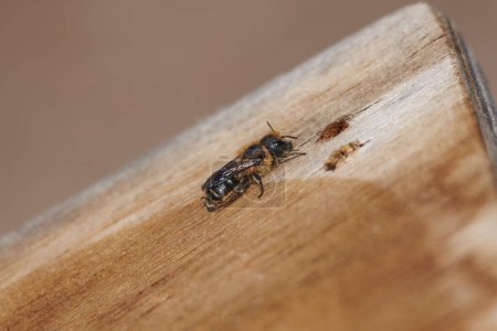 Small mason bee, Osmia, on wooden board in Lagunas de La Mata natural park, Spain