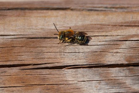 Small bee (Anthophora plumipes) with green eyes on wood and midday sunlight in Lagunas de la Mata natural park, Spain
