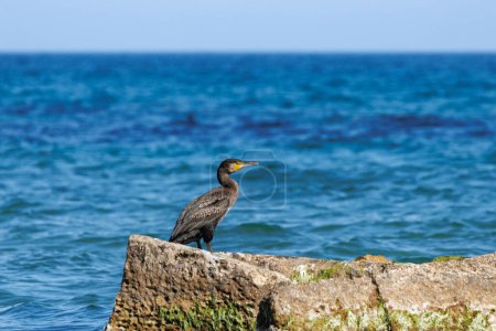 Maritime landscape with great cormorant, Phalacrocorax carbo, on rock drying its plumage in La Mata, Spain