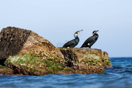 Deux cormorans, Phalacrocorax carbo, séchent leur plumage sur roche à La Mata, Espagne