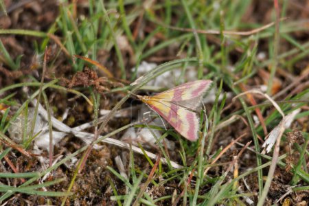 Small moth Pyrausta sanguinalis on grass in Sierra de Mariola natural park, Spain