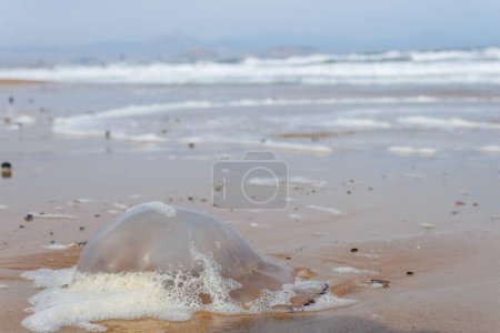Large jellyfish on the sand during a storm on El Altet beach, Spain