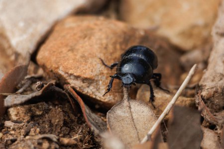 Dung beetle (Gymnopleurus) walking among road stones looking for food, Alcoy, Spain